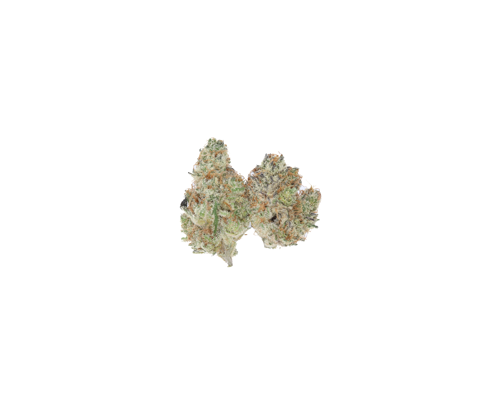Cactus Breath Smalls (1/2lb) Wholesale Flower bulk Cactus Breath Smalls (1/2lb) Wholesale Flower bulk