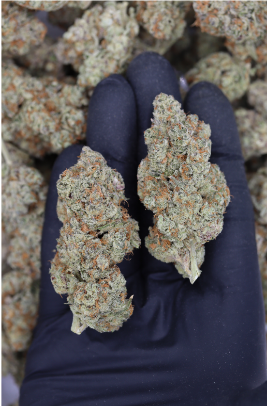 Island Exotics – Dragon Kandy All Strains Cannabis Flower Island Exotics – Dragon Kandy All Strains Cannabis Flower