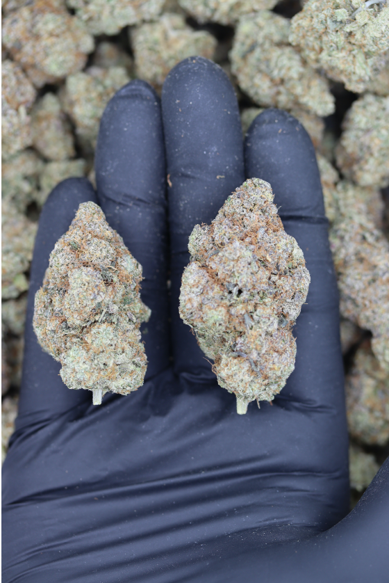 Fruity Pebbles All Strains Berry Fruity Pebbles All Strains Berry