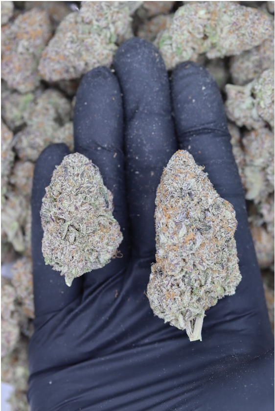 Pearl Scout Cookies All Strains Cannabis Flower Pearl Scout Cookies All Strains Cannabis Flower
