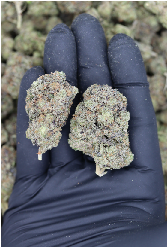 Pre-98 Bubba All Strains Cannabis Flower Pre-98 Bubba All Strains Cannabis Flower