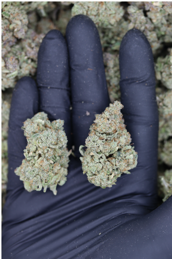 Blue Dream All Strains Blue Dream Blue Dream All Strains Blue Dream