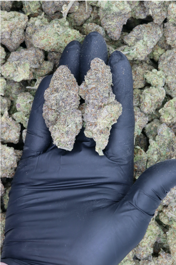 Butter Cream Gelato All Strains Butter Cream Gelato Butter Cream Gelato All Strains Butter Cream Gelato