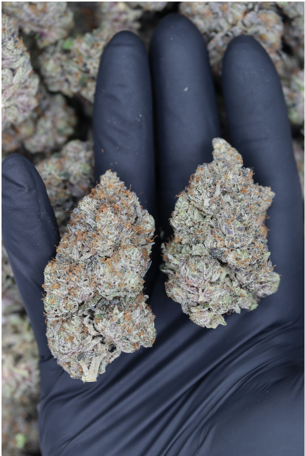 Gas Militia – El Muerte (1/2lb) Wholesale Flower bulk Gas Militia – El Muerte (1/2lb) Wholesale Flower bulk