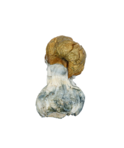 Golden Penis Envy Mushrooms Golden Penis Envy