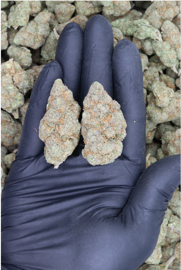 Hazel Nut Cream (1/2lb) Wholesale Flower Cannabis Flower Hazel Nut Cream (1/2lb) Wholesale Flower Cannabis Flower