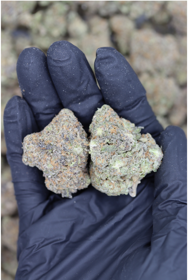 Ice Cream Cake All Strains Cannabis Flower Ice Cream Cake All Strains Cannabis Flower