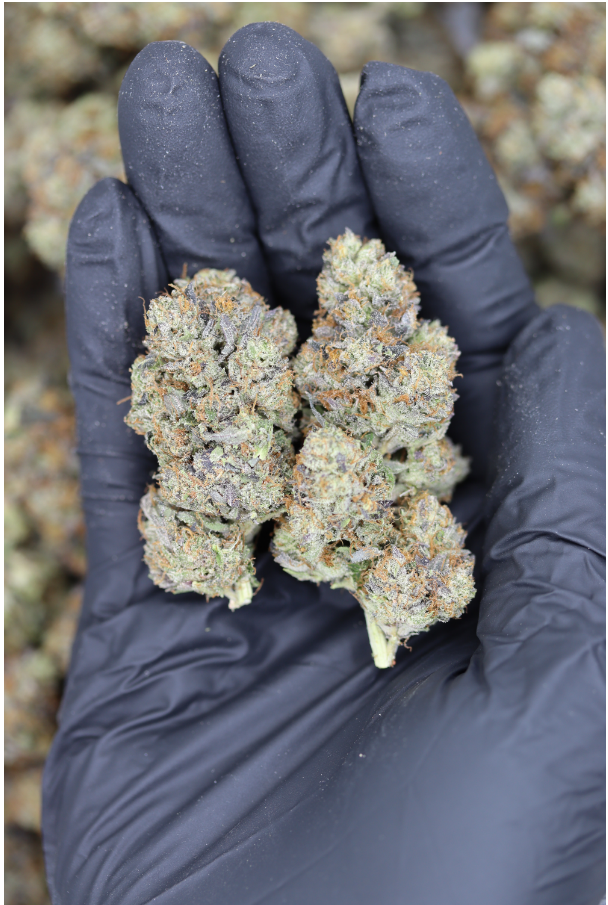 Quattro Pink All Strains Calms the mind Quattro Pink All Strains Calms the mind