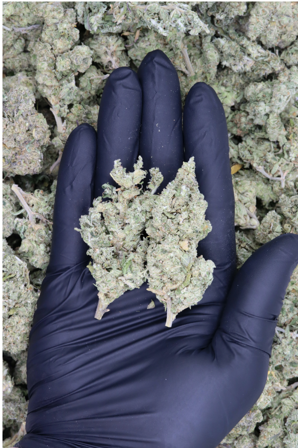 Ship Wreck (1/2lb) Wholesale Flower bulk Ship Wreck (1/2lb) Wholesale Flower bulk