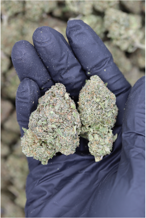 Strawberry Diesel (1/2lb) Wholesale Flower bulk Strawberry Diesel (1/2lb) Wholesale Flower bulk