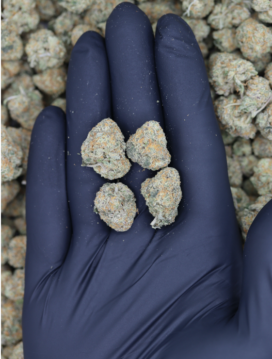 Strawberry Milkshake Smalls All Strains Cannabis Flower Strawberry Milkshake Smalls All Strains Cannabis Flower