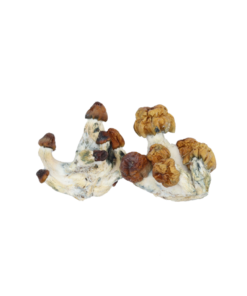 Vietnamese Mushrooms psychedelics