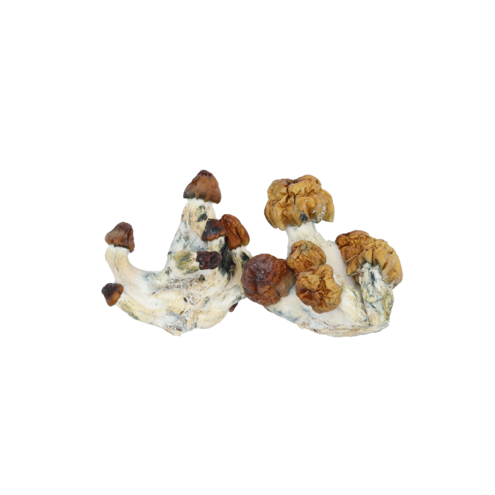 Vietnamese Mushrooms psychedelics Vietnamese Mushrooms psychedelics