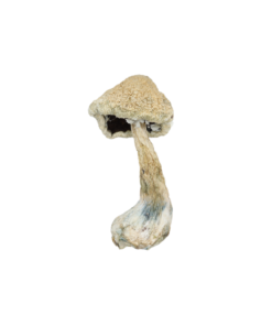 White Teachers Mushrooms psychedelics