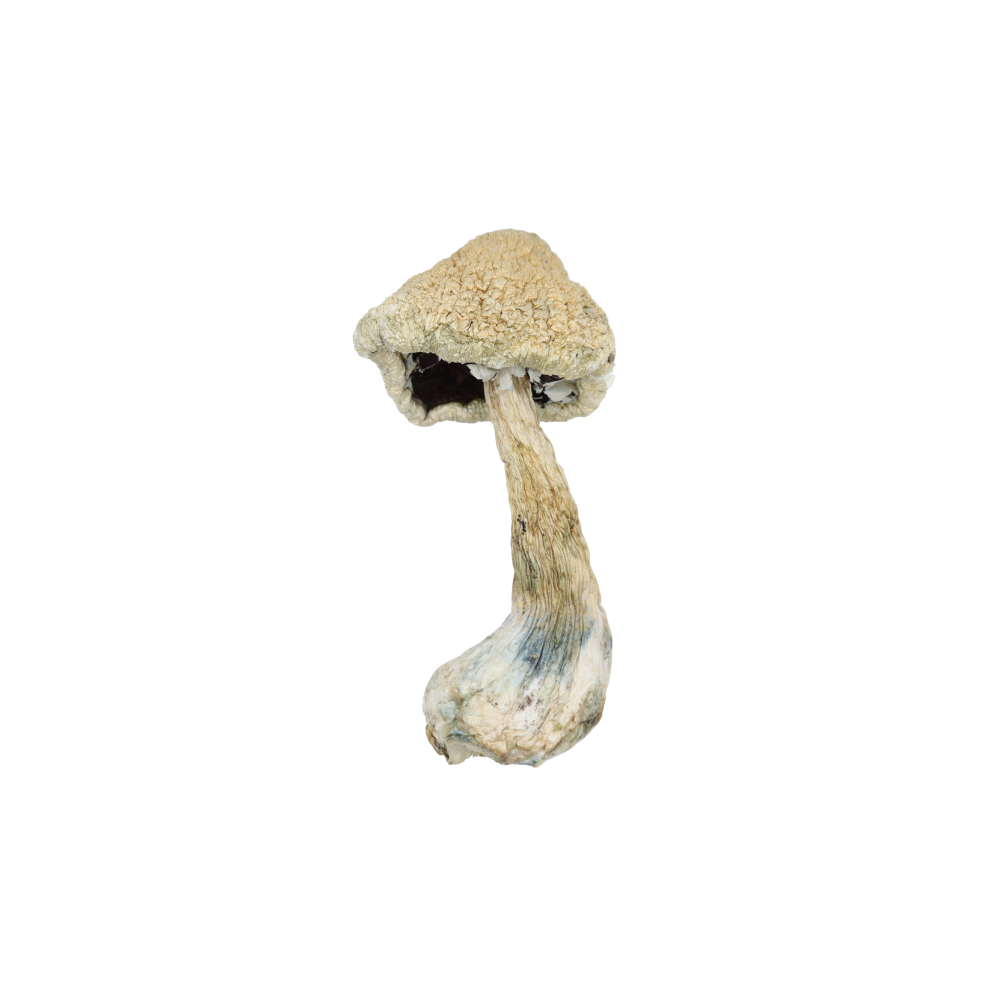 White Teachers Mushrooms psychedelics White Teachers Mushrooms psychedelics