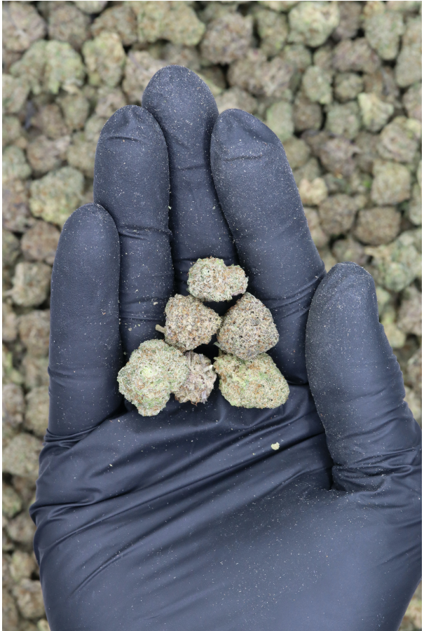 Banana Dream Smalls All Strains Banana Dream Smalls Banana Dream Smalls All Strains Banana Dream Smalls