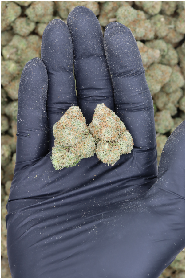 Banana Runtz All Strains banana Banana Runtz All Strains banana