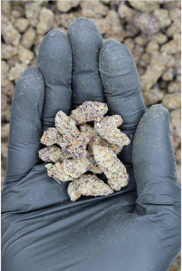 Blueberry Diesel Smalls All Strains Blueberry Blueberry Diesel Smalls All Strains Blueberry