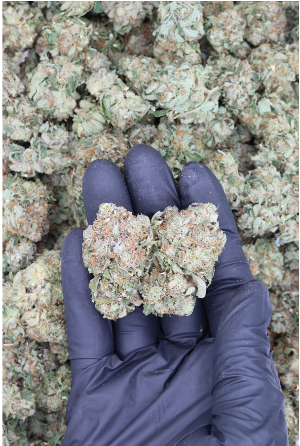 Big Bud All Strains Big Bud Big Bud All Strains Big Bud