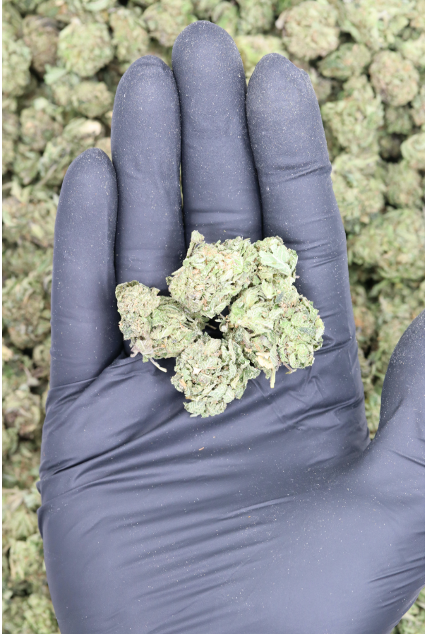 Bubba Kush Smalls (1/2lb) Wholesale Flower Bubba Kush Smalls Bubba Kush Smalls (1/2lb) Wholesale Flower Bubba Kush Smalls