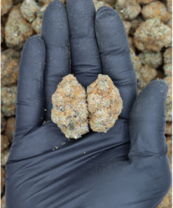 Black Sherbet All Strains Black Sherbet Black Sherbet All Strains Black Sherbet