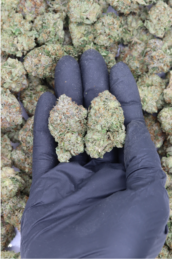 El Chapo (1/2lb) Wholesale Flower Cannabis Flower El Chapo (1/2lb) Wholesale Flower Cannabis Flower