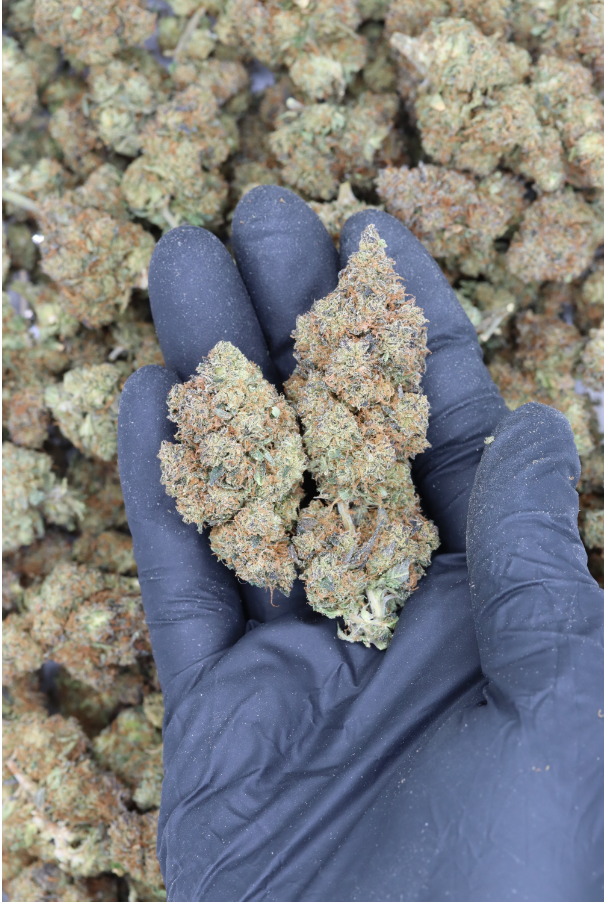 G13 Hash Plant All Strains Cannabis Flower G13 Hash Plant All Strains Cannabis Flower