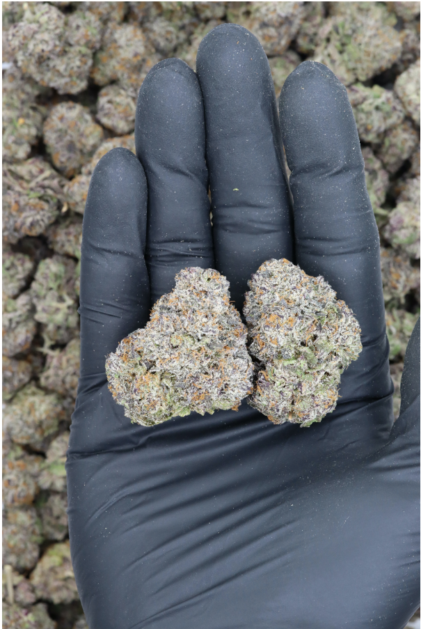 Gelato All Strains Cannabis Flower Gelato All Strains Cannabis Flower