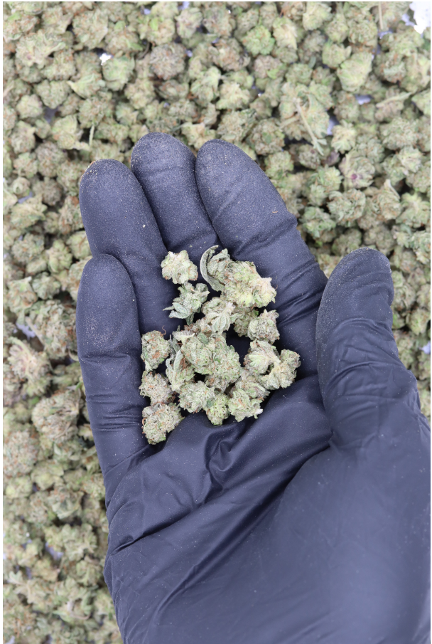 Hindu Smalls All Strains Cannabis Flower Hindu Smalls All Strains Cannabis Flower