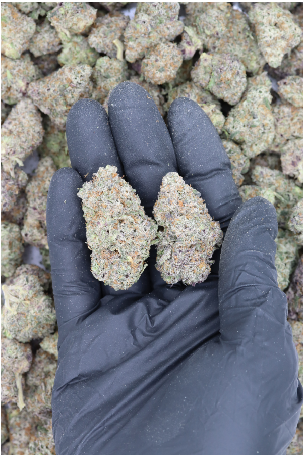 Maui Sunrise All Strains Cannabis Flower Maui Sunrise All Strains Cannabis Flower