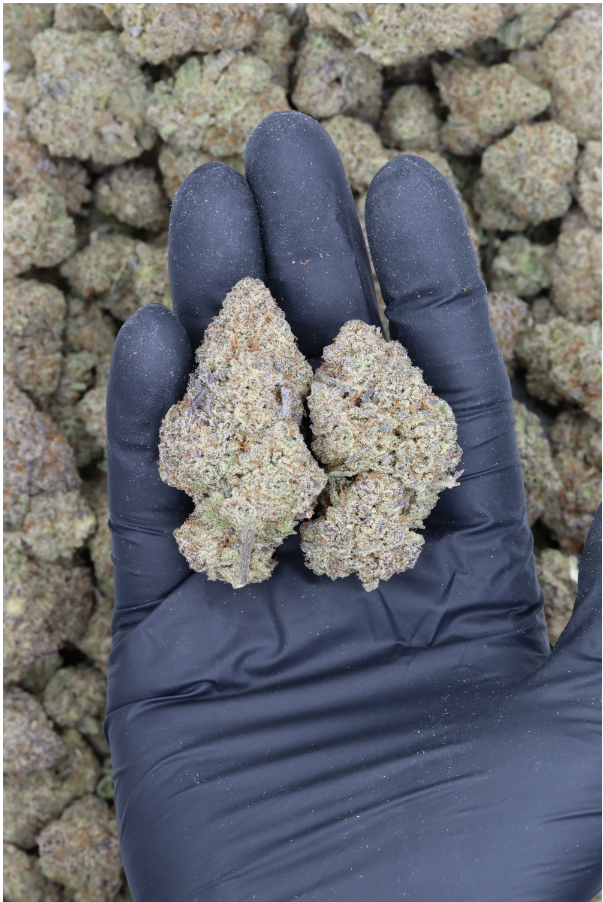 Mimosa All Strains anxiety Mimosa All Strains anxiety