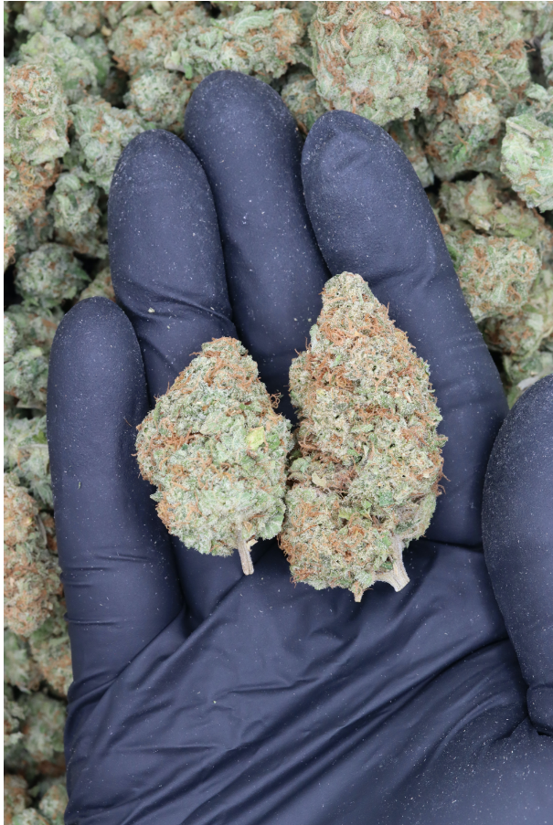 Minty Haze All Strains anxiety Minty Haze All Strains anxiety