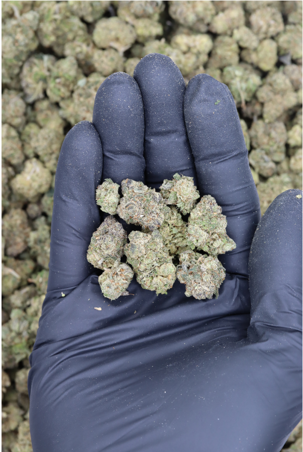 Pine Skunk Smalls (1/2lb) Wholesale Flower bulk Pine Skunk Smalls (1/2lb) Wholesale Flower bulk