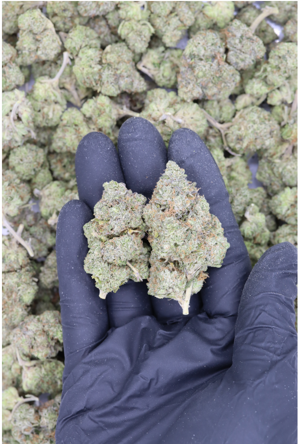 Pine Tar Kush All Strains Cannabis Flower Pine Tar Kush All Strains Cannabis Flower