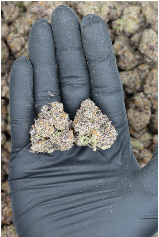 Purple Urkle All Strains Cannabis Flower Purple Urkle All Strains Cannabis Flower