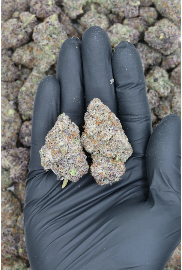 Island Exotics – Red Pop (1/2lb) Wholesale Flower Berry Island Exotics – Red Pop (1/2lb) Wholesale Flower Berry