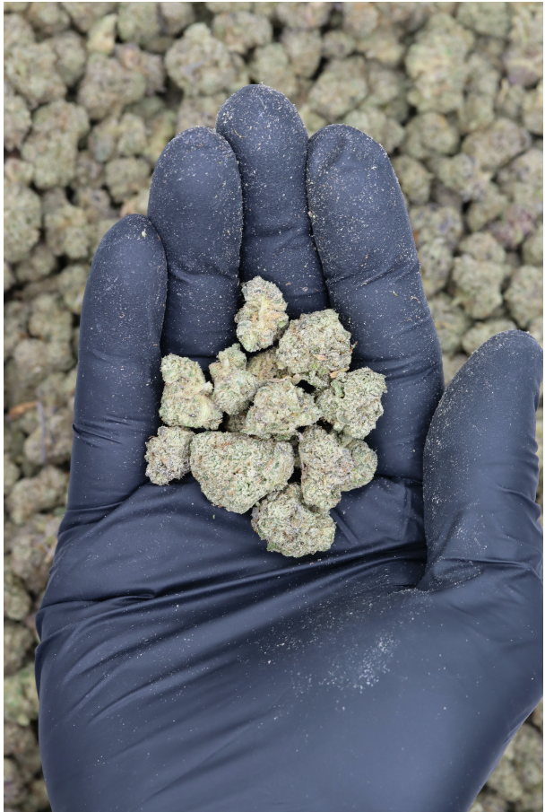 Thin Mints GSC Smalls All Strains anxiety Thin Mints GSC Smalls All Strains anxiety