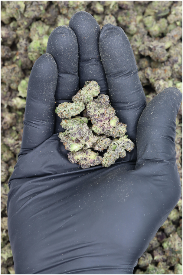 White Truffle Smalls All Strains Cannabis Flower White Truffle Smalls All Strains Cannabis Flower