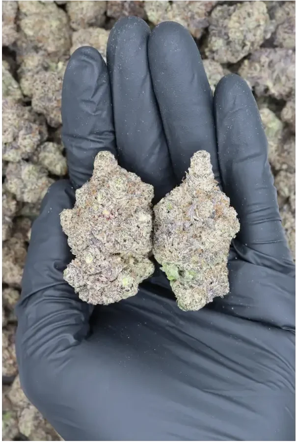 Black Biscotti All Strains Black Biscotti Black Biscotti All Strains Black Biscotti