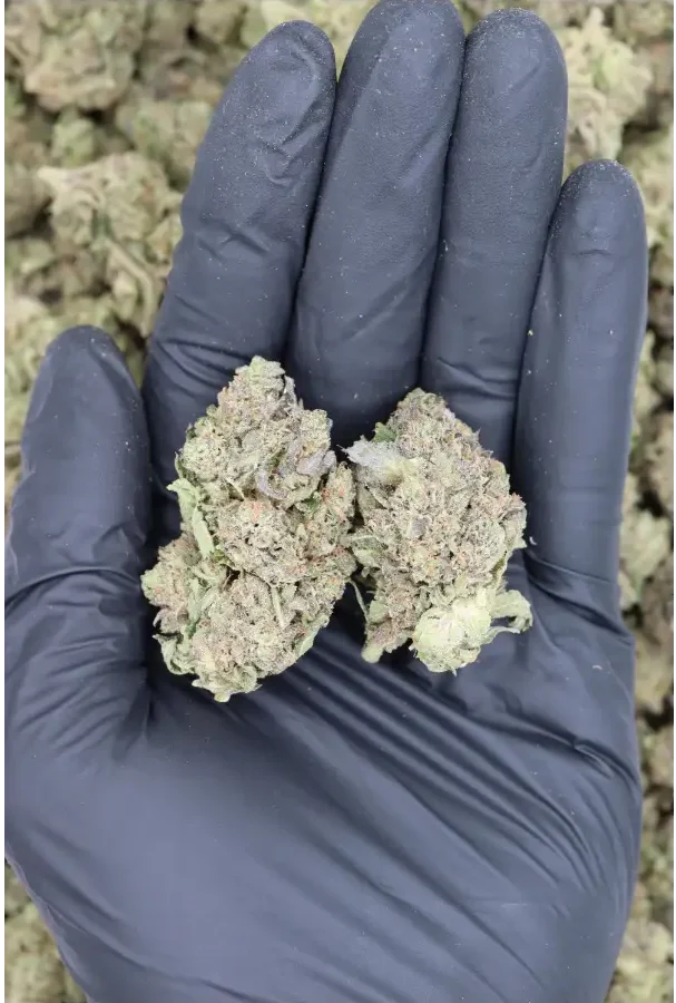 Black Tuna OG All Strains Black Tuna OG Black Tuna OG All Strains Black Tuna OG