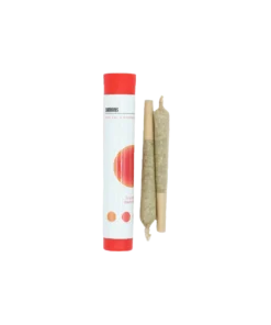 Cannons – Shatter Infused Pre Rolls Pre-Rolls Cannons