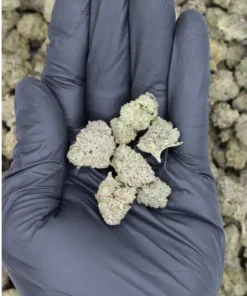 Maui Sunrise All Strains Cannabis Flower Maui Sunrise All Strains Cannabis Flower