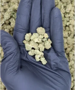 Grape Gas Smalls All Strains anxiety