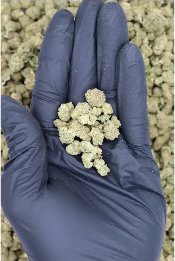 Grape Gas Smalls All Strains anxiety Grape Gas Smalls All Strains anxiety