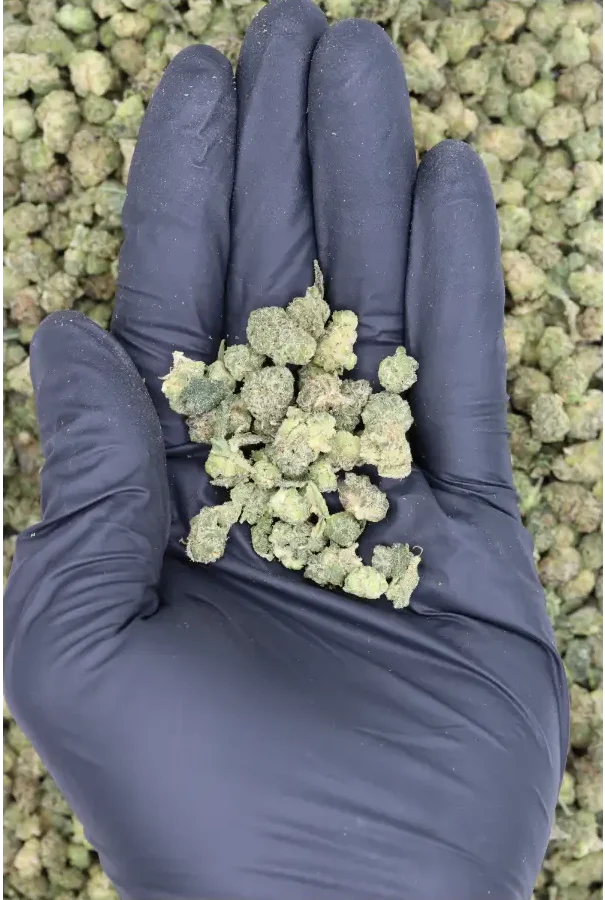 Mango Haze Smalls All Strains Cannabis Flower Mango Haze Smalls All Strains Cannabis Flower
