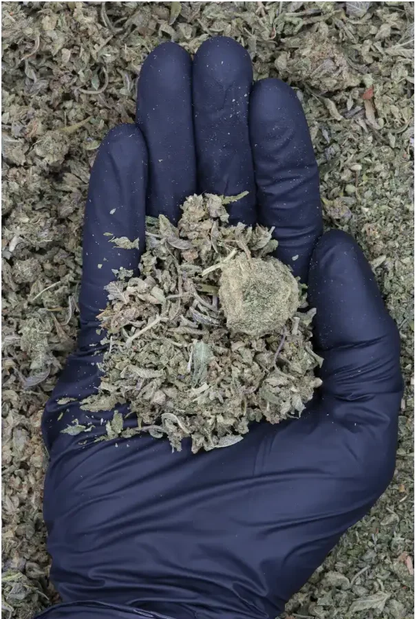 Blue Runtz Shake (1lb) All Strains anxiety Blue Runtz Shake (1lb) All Strains anxiety
