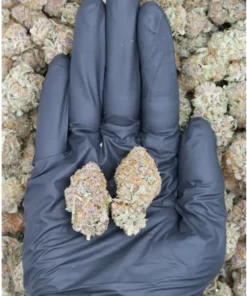 Black Sherbet All Strains Black Sherbet Black Sherbet All Strains Black Sherbet