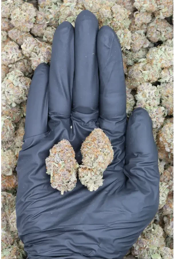 Cherry Tangerine All Strains Boosts Mood Cherry Tangerine All Strains Boosts Mood