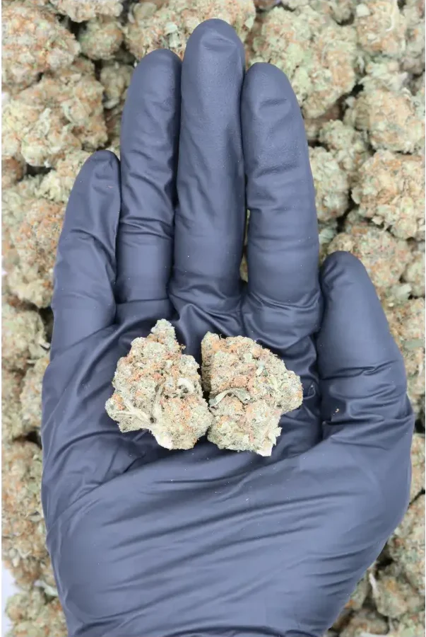 Double OG All Strains Cannabis Flower Double OG All Strains Cannabis Flower