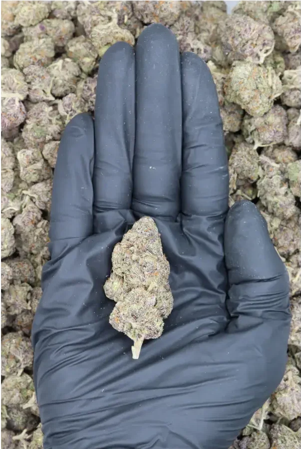 Red Velvet Cake All Strains candy Red Velvet Cake All Strains candy